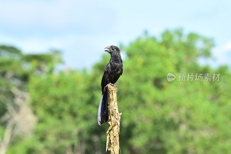 Groove-billed Ani